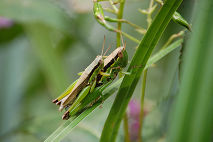 DSC_3739.jpg